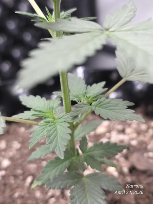 Black Cherry Punch auto -Pyramid Seeds. Week 2