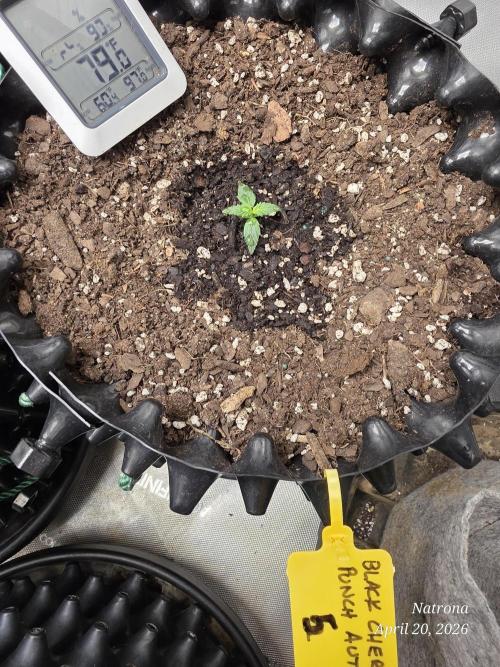 Black Cherry Punch auto -Pyramid Seeds. Week 2