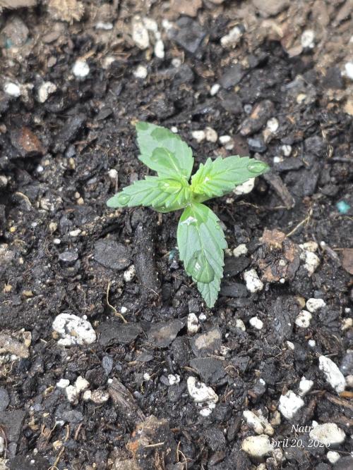 Black Cherry Punch auto -Pyramid Seeds. Week 2
