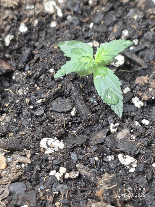 Black Cherry Punch auto -Pyramid Seeds. Week 2