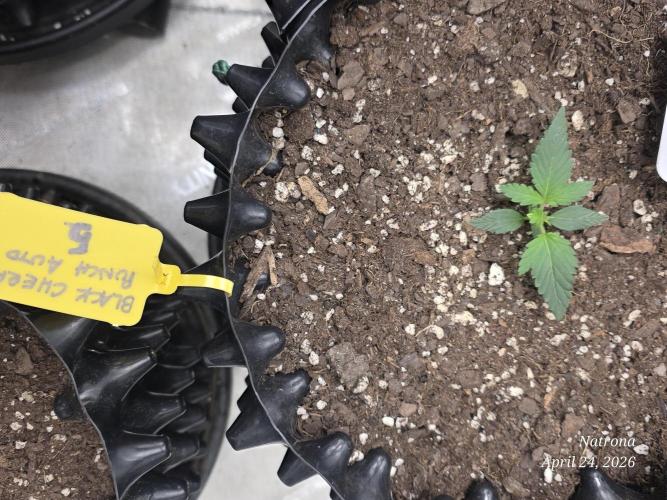 Black Cherry Punch auto -Pyramid Seeds. Week 2