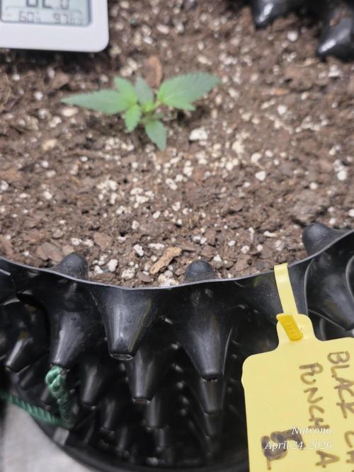Black Cherry Punch auto -Pyramid Seeds. Week 2