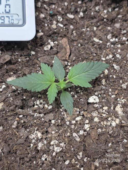 Black Cherry Punch auto -Pyramid Seeds. Week 2