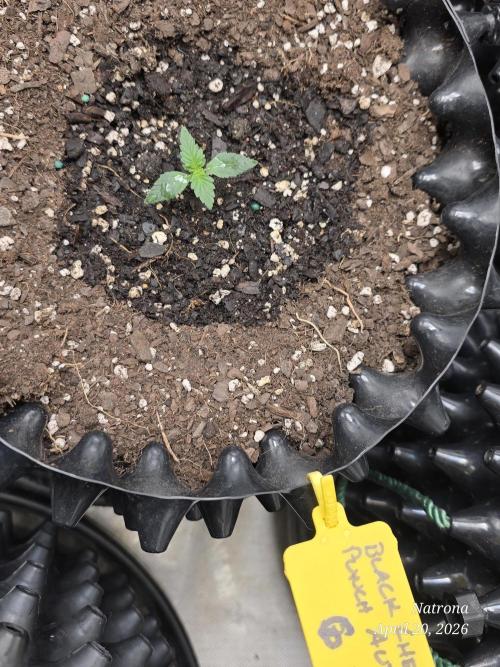 Black Cherry Punch auto -Pyramid Seeds. Week 2