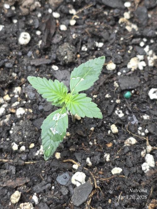 Black Cherry Punch auto -Pyramid Seeds. Week 2