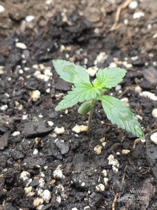 Black Cherry Punch auto -Pyramid Seeds. Week 2