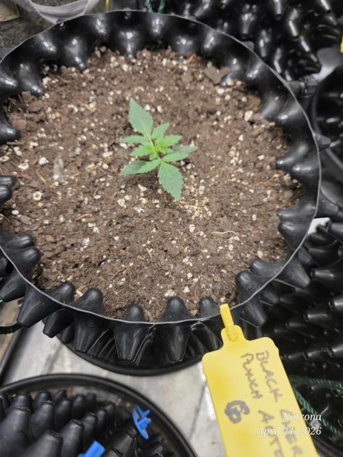 Black Cherry Punch auto -Pyramid Seeds. Week 2