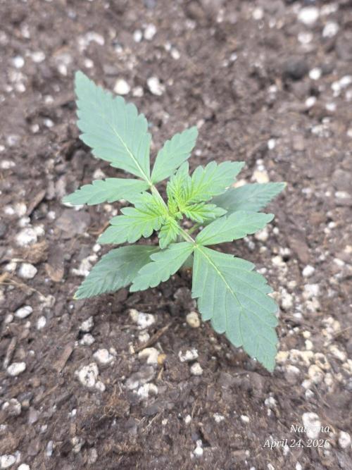 Black Cherry Punch auto -Pyramid Seeds. Week 2
