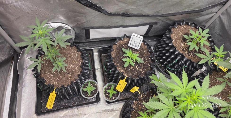 Black Cherry Punch auto -Pyramid Seeds. Week 3