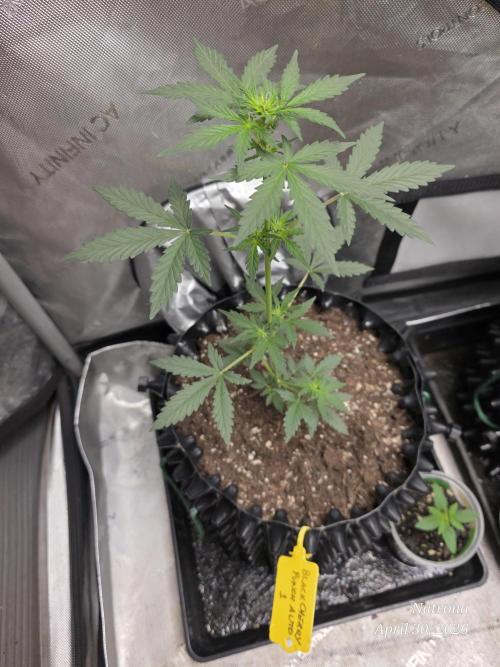 Black Cherry Punch auto -Pyramid Seeds. Week 3