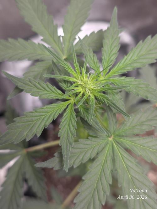 Black Cherry Punch auto -Pyramid Seeds. Week 3