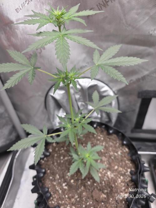 Black Cherry Punch auto -Pyramid Seeds. Week 3