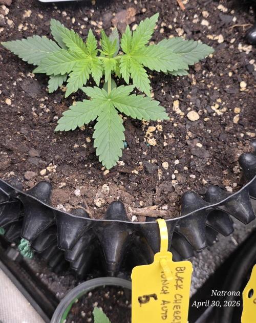 Black Cherry Punch auto -Pyramid Seeds. Week 3