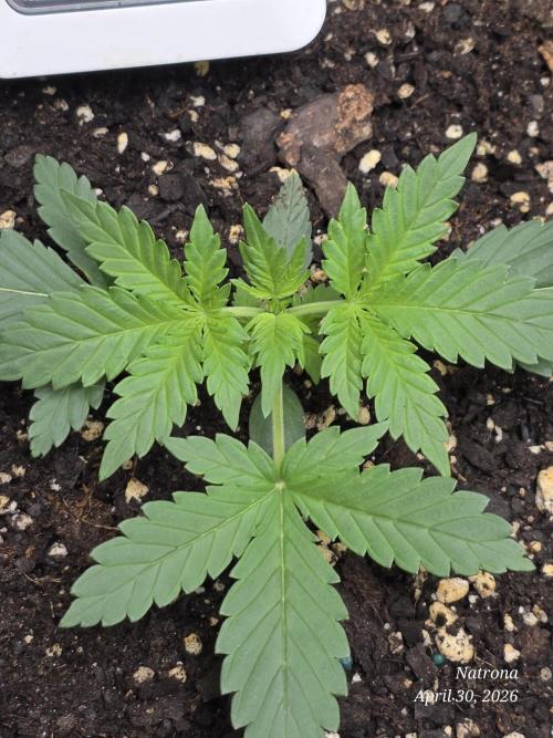 Black Cherry Punch auto -Pyramid Seeds. Week 3
