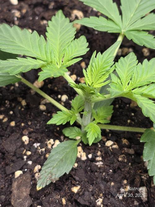 Black Cherry Punch auto -Pyramid Seeds. Week 3