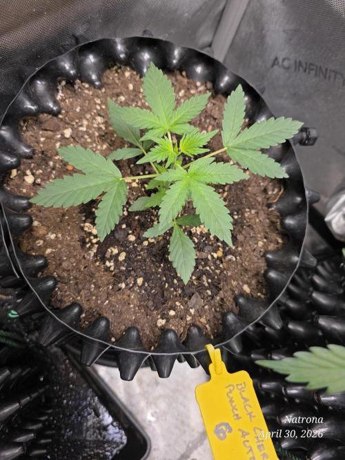 Black Cherry Punch auto -Pyramid Seeds. Week 3
