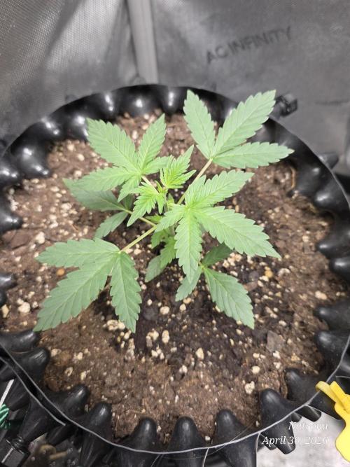 Black Cherry Punch auto -Pyramid Seeds. Week 3