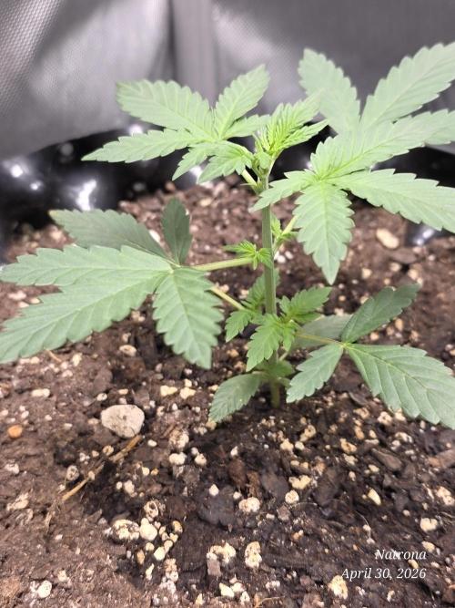 Black Cherry Punch auto -Pyramid Seeds. Week 3