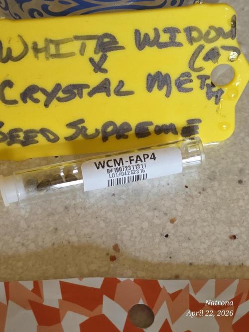 White Widow X Crystal Meth Outside 2026. Week 0