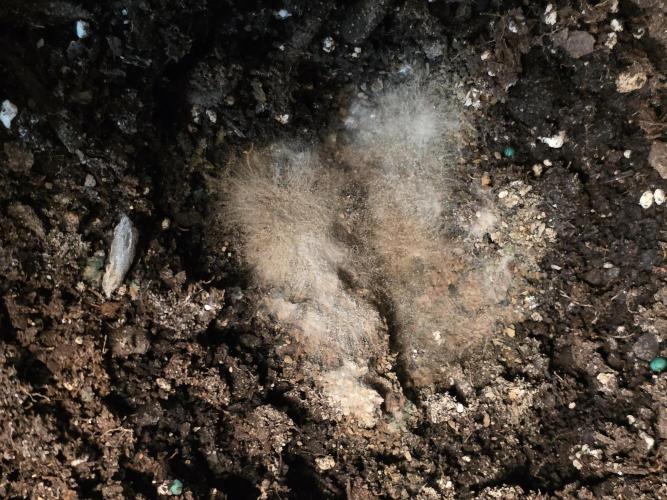 White Widow X Crystal Meth Outside 2026. Week 0 - Fungal network