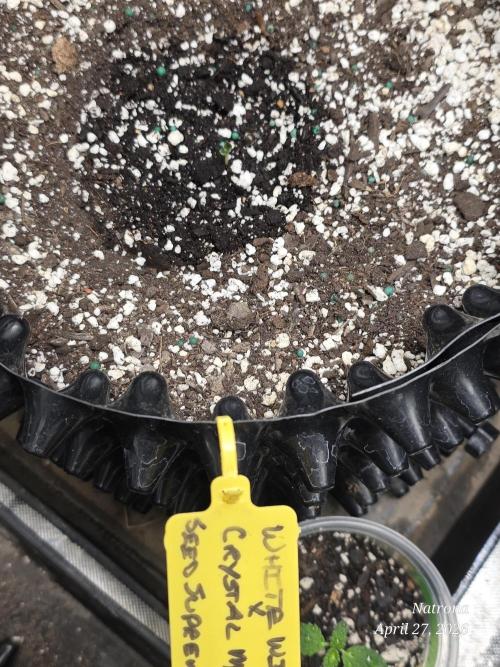 White Widow X Crystal Meth Outside 2026. Week 0