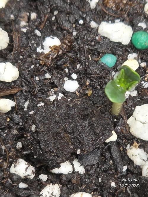 White Widow X Crystal Meth Outside 2026. Week 0