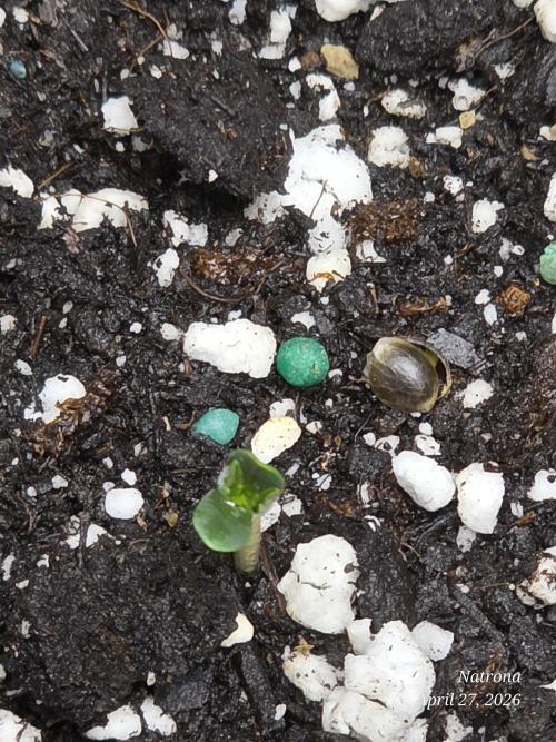 White Widow X Crystal Meth Outside 2026. Week 0