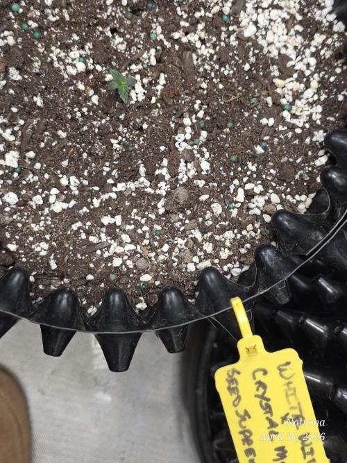 White Widow X Crystal Meth Outside 2026. Week 0