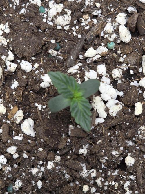 White Widow X Crystal Meth Outside 2026. Week 0