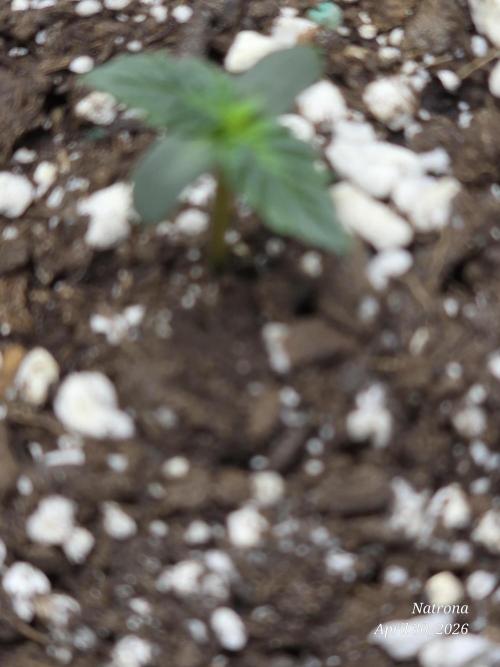 White Widow X Crystal Meth Outside 2026. Week 0