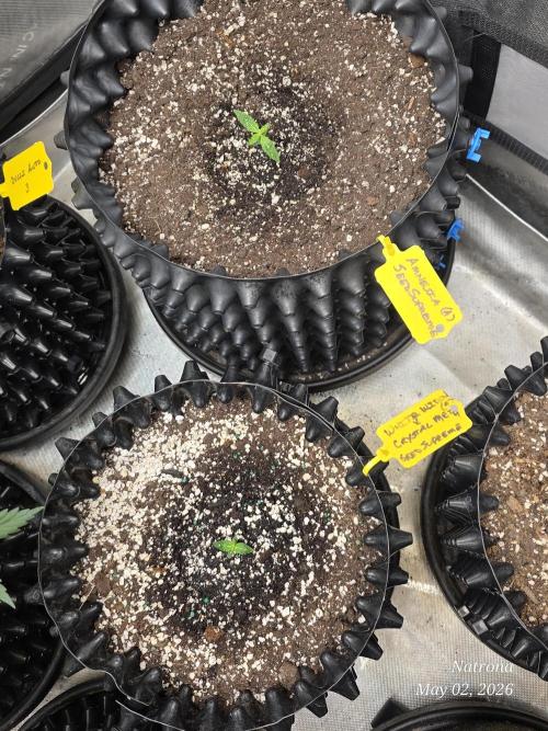 White Widow X Crystal Meth Outside 2026. Week 0