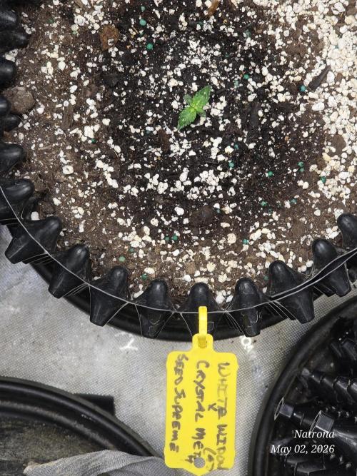 White Widow X Crystal Meth Outside 2026. Week 0