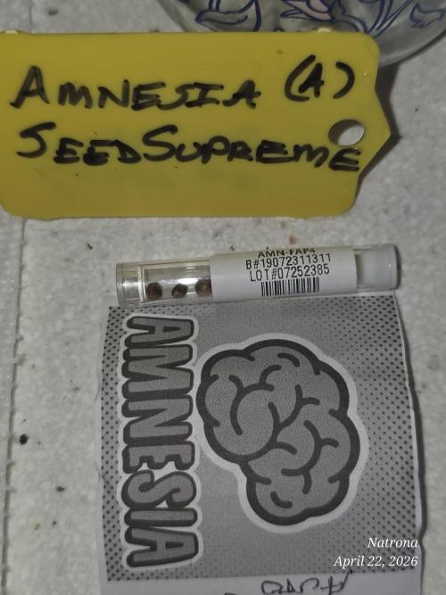 Amnesia auto Outside 2026 SeedSupreme. Week 0
