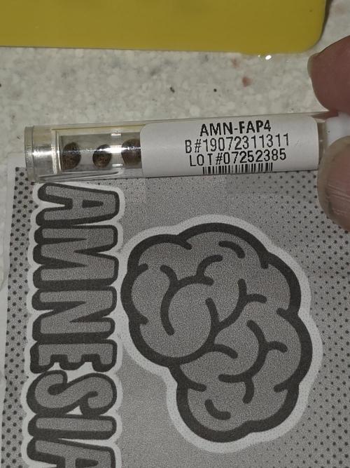 Amnesia auto Outside 2026 SeedSupreme. Week 0