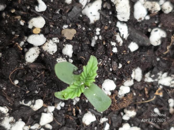 Amnesia auto Outside 2026 SeedSupreme. Week 0