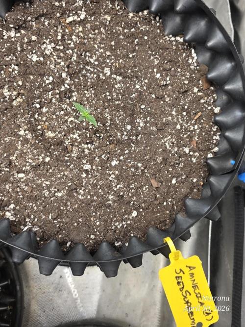 Amnesia auto Outside 2026 SeedSupreme. Week 0