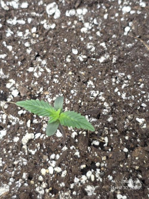 Amnesia auto Outside 2026 SeedSupreme. Week 0