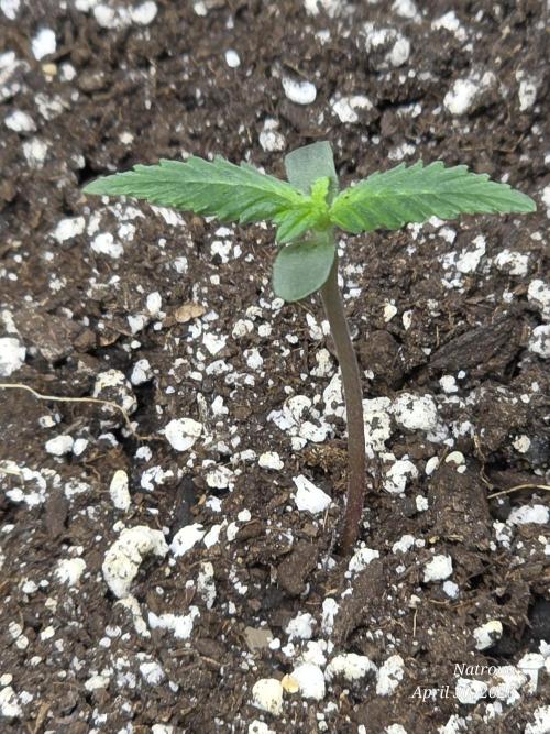Amnesia auto Outside 2026 SeedSupreme. Week 0