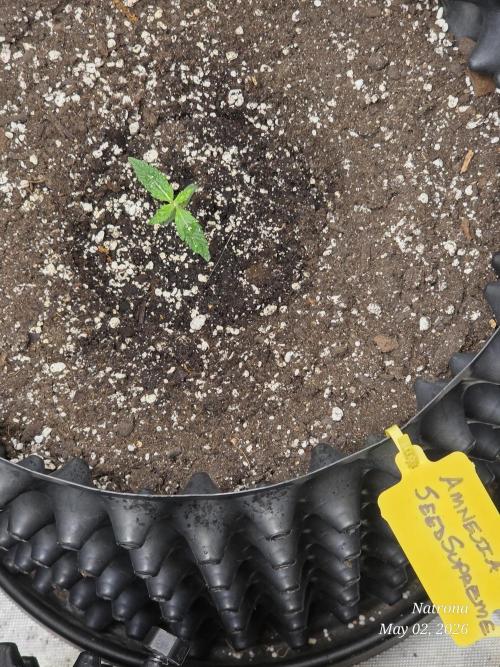 Amnesia auto Outside 2026 SeedSupreme. Week 0