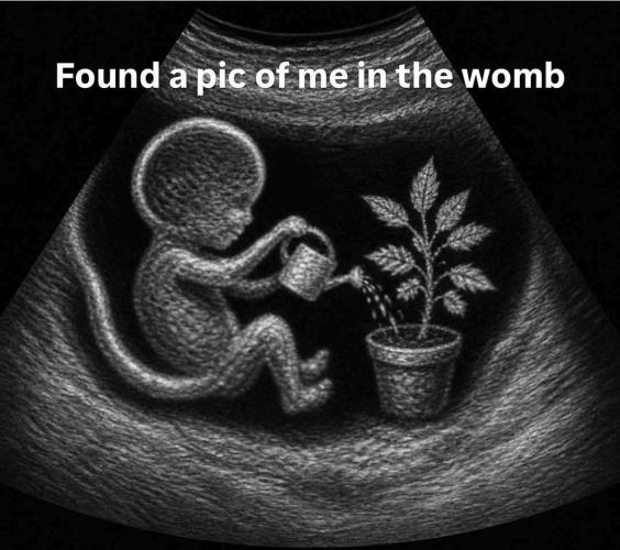 Cannabis links info and memes. Week 16