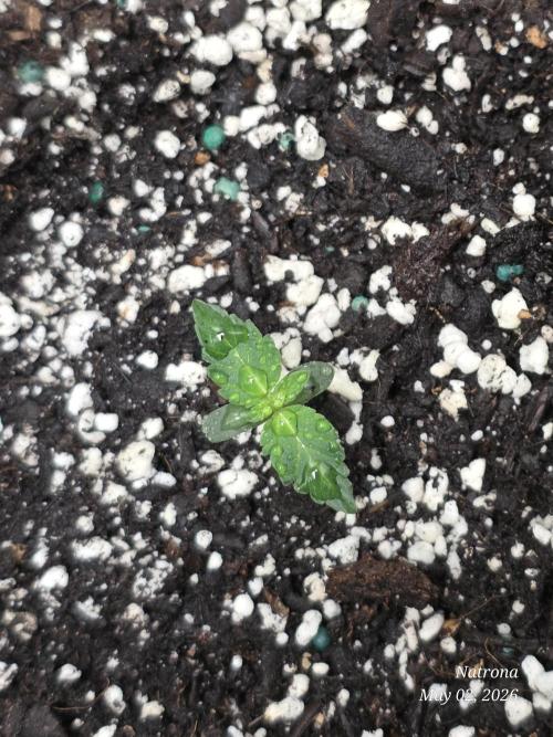 Amnesia auto . Week 0