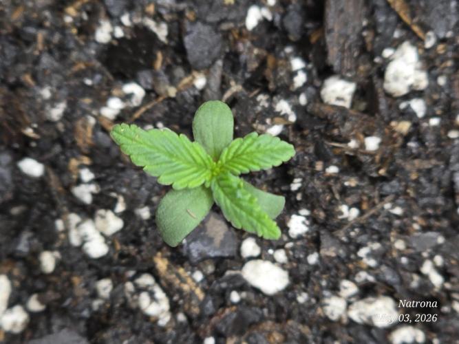 Whorled Phyllotaxy-Hawaiian Snow auto. Week 0