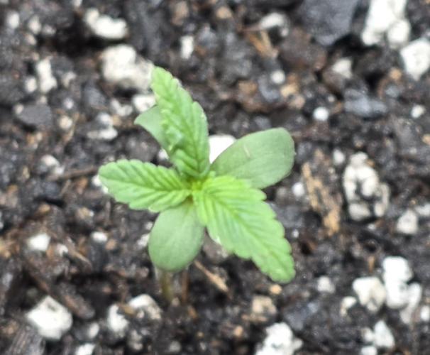 Whorled Phyllotaxy-Hawaiian Snow auto. Week 0
