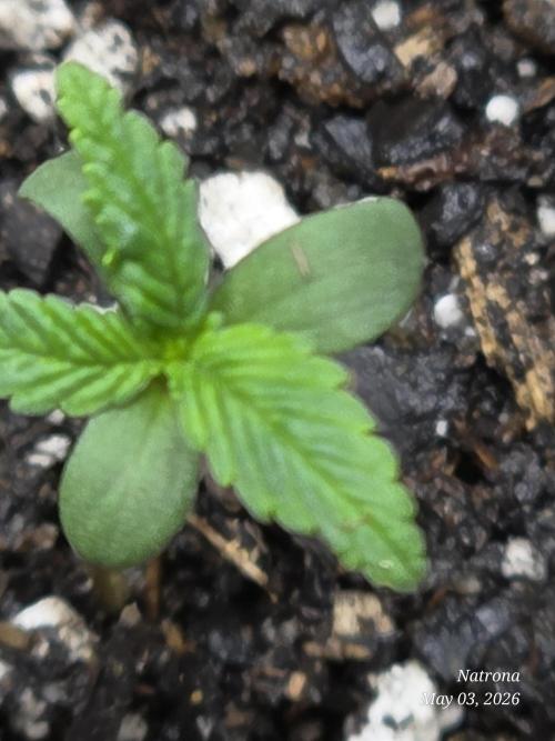 Whorled Phyllotaxy-Hawaiian Snow auto. Week 0