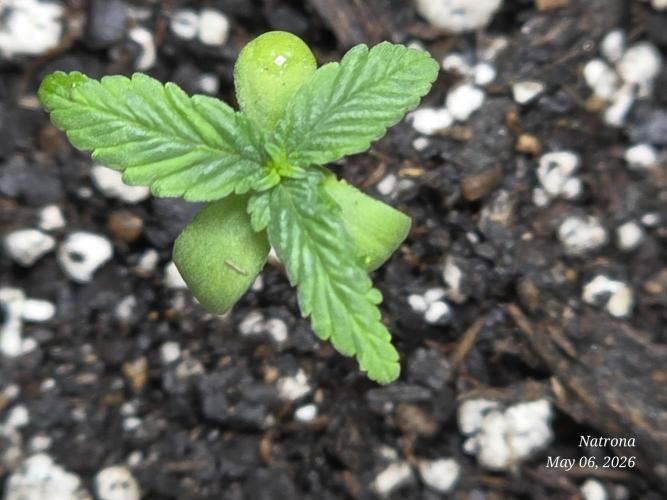 Whorled Phyllotaxy-Hawaiian Snow auto. Week 0