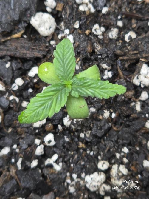 Whorled Phyllotaxy-Hawaiian Snow auto. Week 0