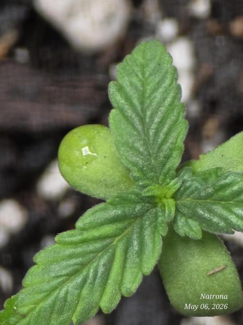 Whorled Phyllotaxy-Hawaiian Snow auto. Week 0