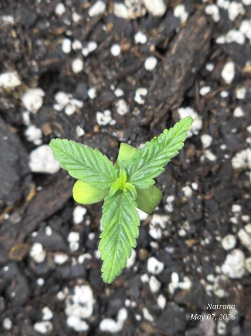Whorled Phyllotaxy-Hawaiian Snow auto. Week 0