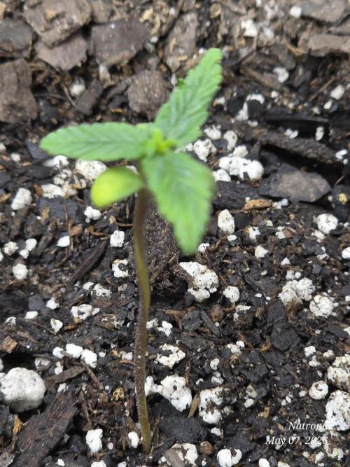 Whorled Phyllotaxy-Hawaiian Snow auto. Week 0