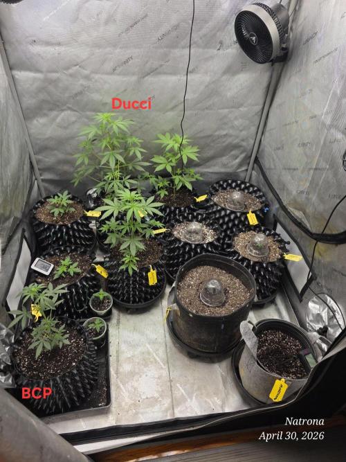 Black Cherry Punch auto -Pyramid Seeds. Week 4